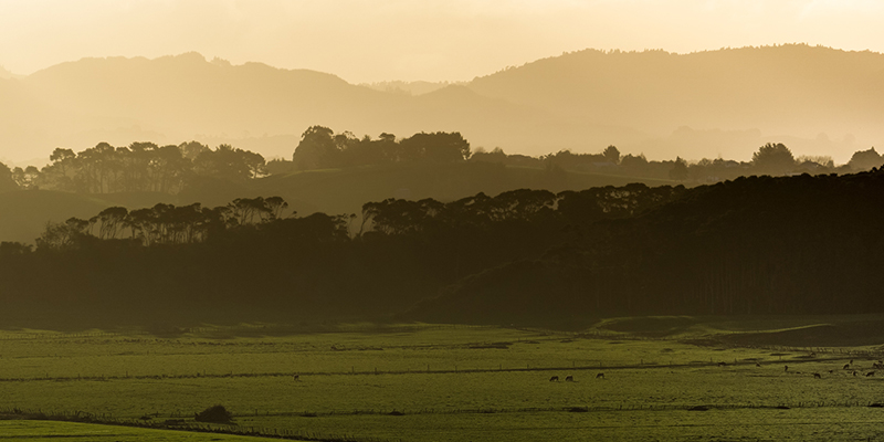 The Perfect Day Trip Itinerary: Auckland to the Mighty Waikato